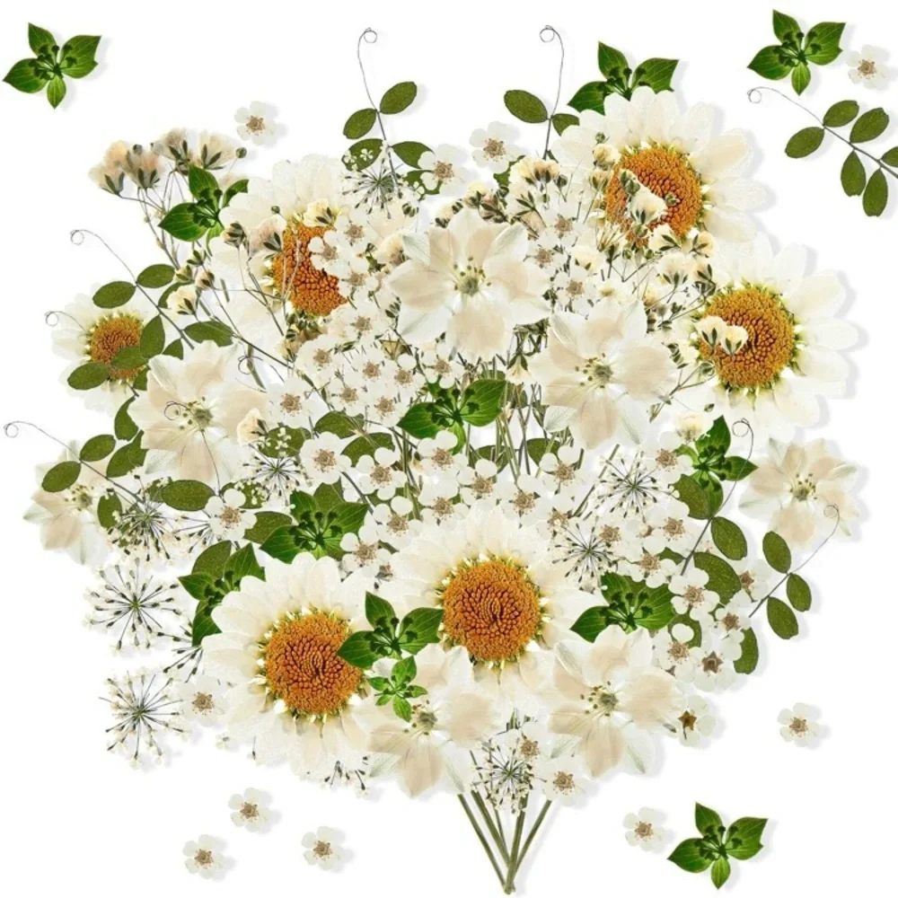 ⭐️ Pressed Flowers Bulk White Dried Flowers Two Pack For Crafting